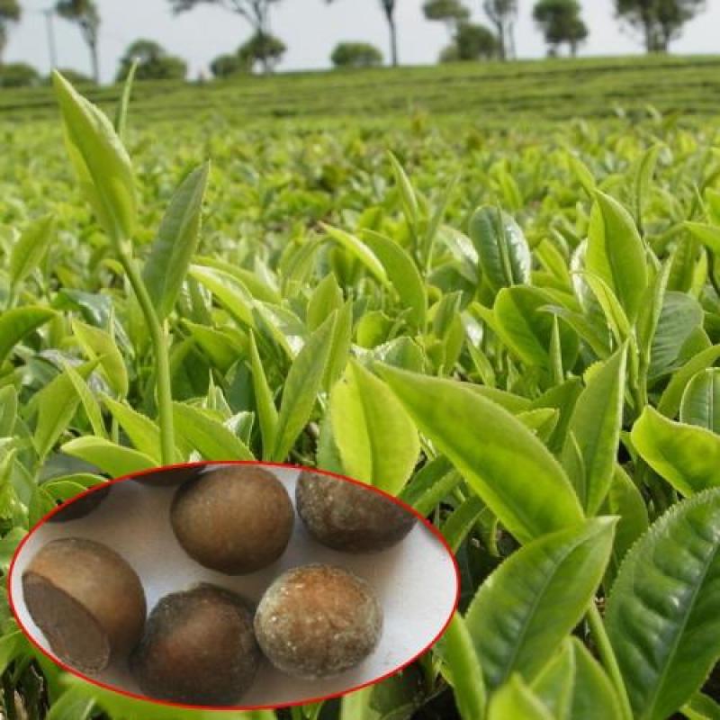 绿茶种子特早茶种子耐寒茶叶种子茶树籽各种茶叶种子