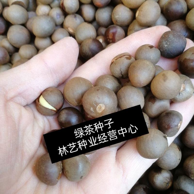 绿茶种子特早茶种子耐寒茶叶种子茶树籽各种茶叶种子
