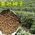 绿茶种子特早茶种子耐寒茶叶种子茶树籽各种茶叶种子