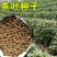 绿茶种子特早茶种子耐寒茶叶种子茶树籽各种茶叶种子
