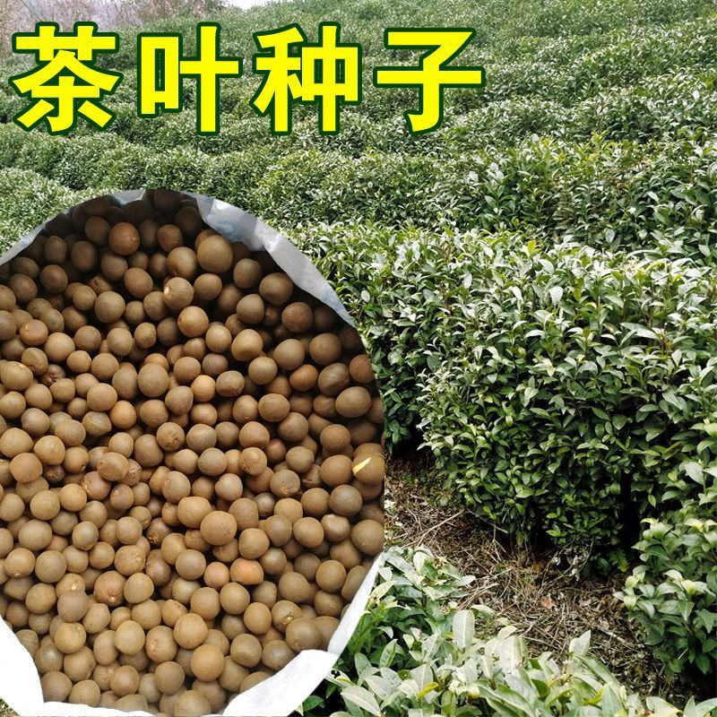 绿茶种子特早茶种子耐寒茶叶种子茶树籽各种茶叶种子