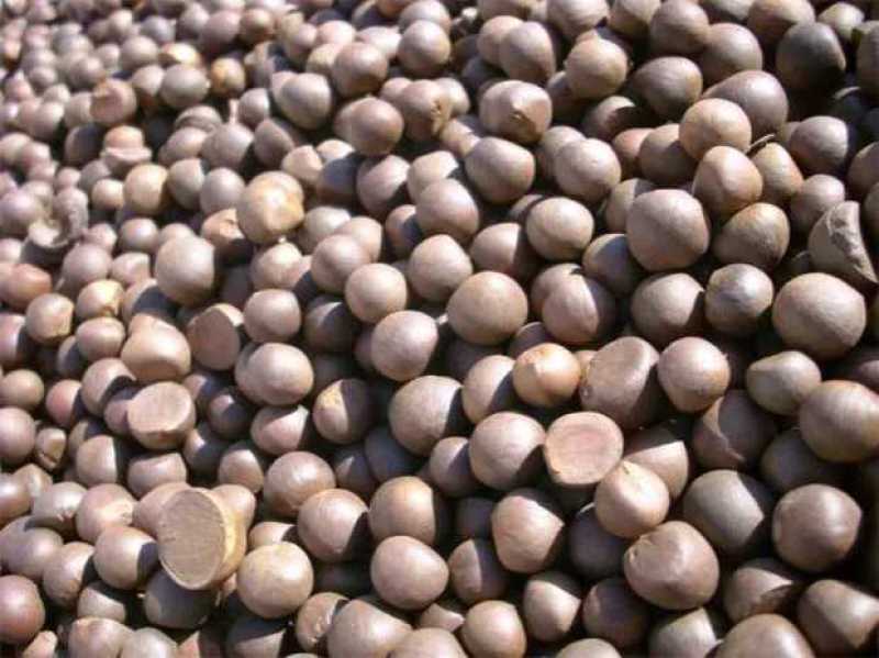绿茶种子特早茶种子耐寒茶叶种子茶树籽各种茶叶种子