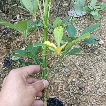 青叶鸭脚木，花叶鸭脚木。
