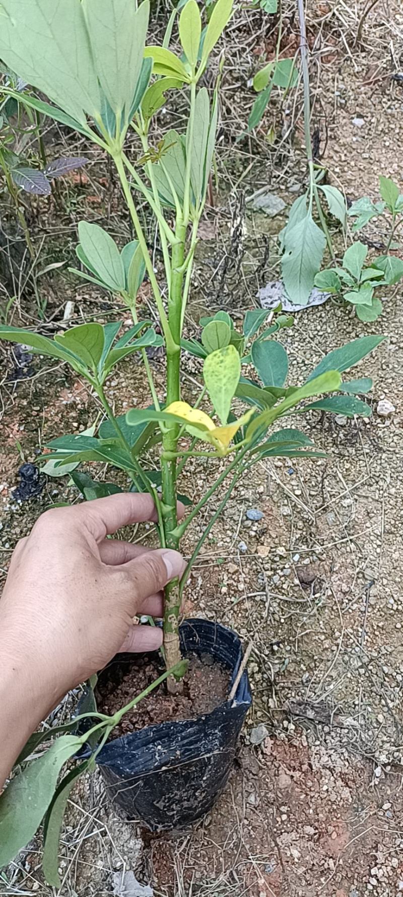 青叶鸭脚木，花叶鸭脚木。