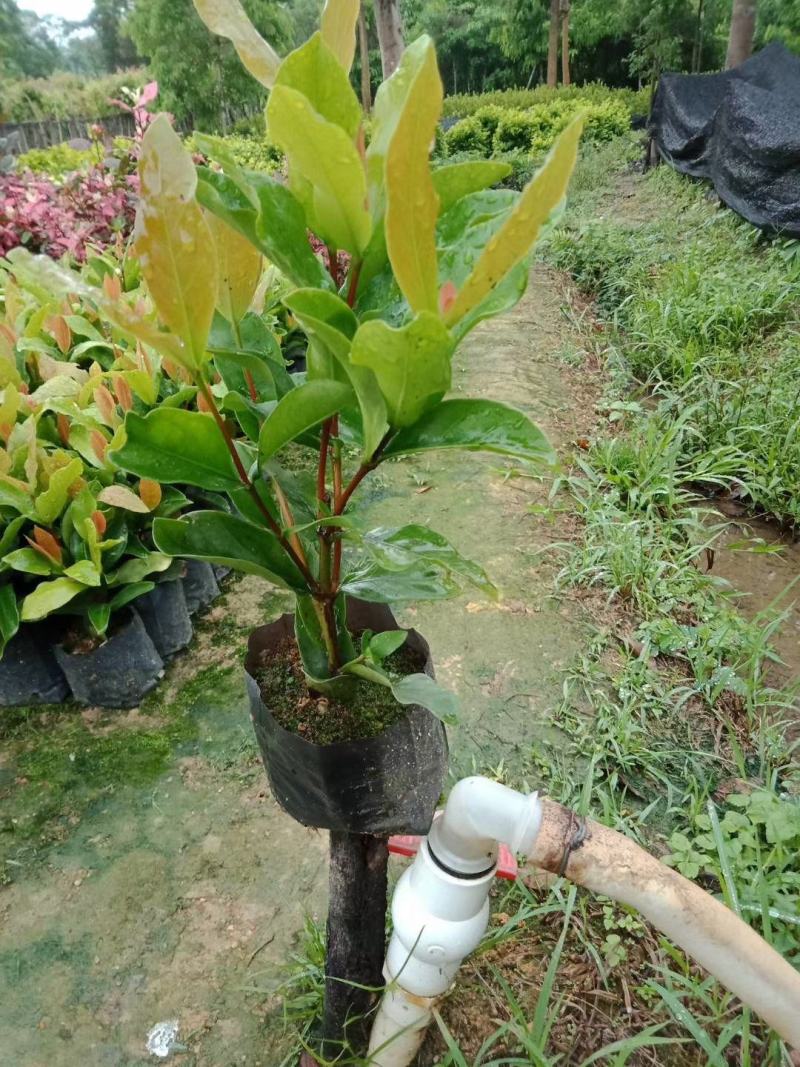 小叶龙船花，大叶龙船花大量经营欢迎订购联系我
