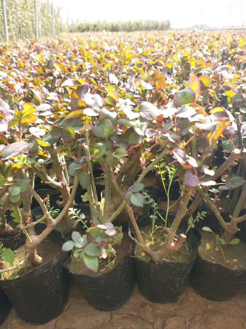 月季花苗、大花欧月、树状月季、高杆月季、容器苗、裸根苗，