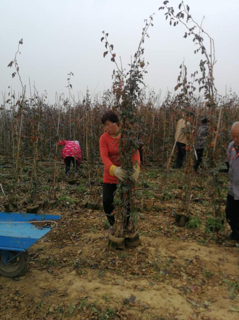 月季花苗、大花欧月、树状月季、高杆月季、容器苗、裸根苗，