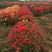 月季花苗、大花欧月、树状月季、高杆月季、容器苗、裸根苗，