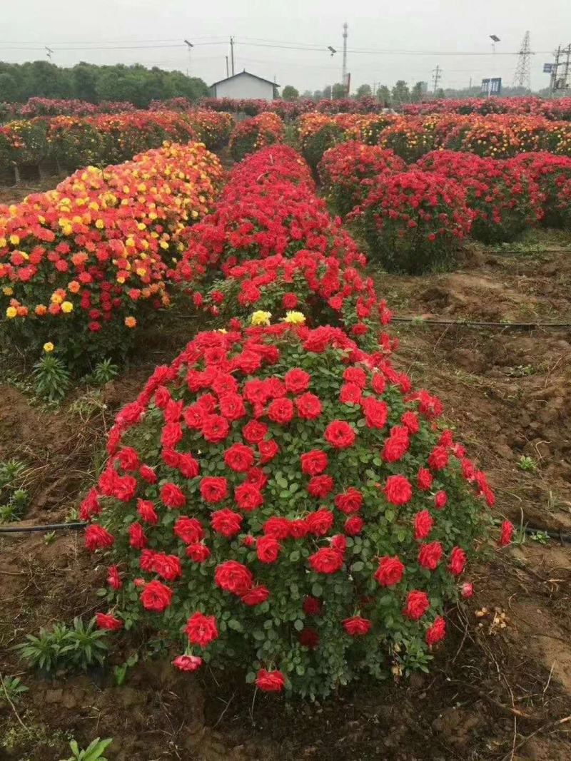 月季花苗、大花欧月、树状月季、高杆月季、容器苗、裸根苗，