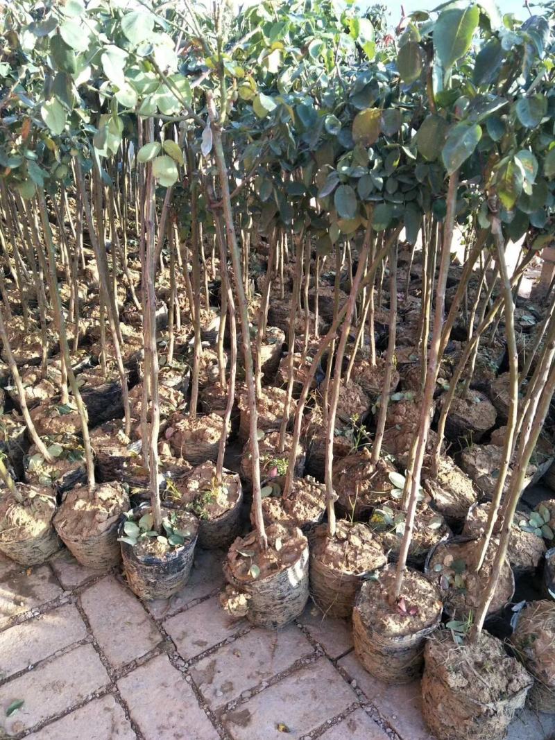 月季花苗、大花欧月、树状月季、高杆月季、容器苗、裸根苗，