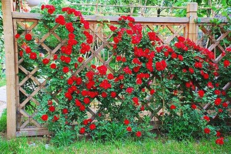 月季花苗、大花欧月、树状月季、高杆月季、容器苗、裸根苗，