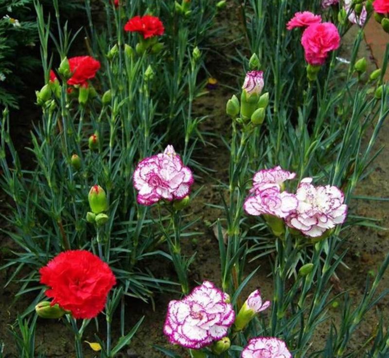 四季开花康乃馨花种子庭院盆栽园林造景花卉种子阳台室内外花