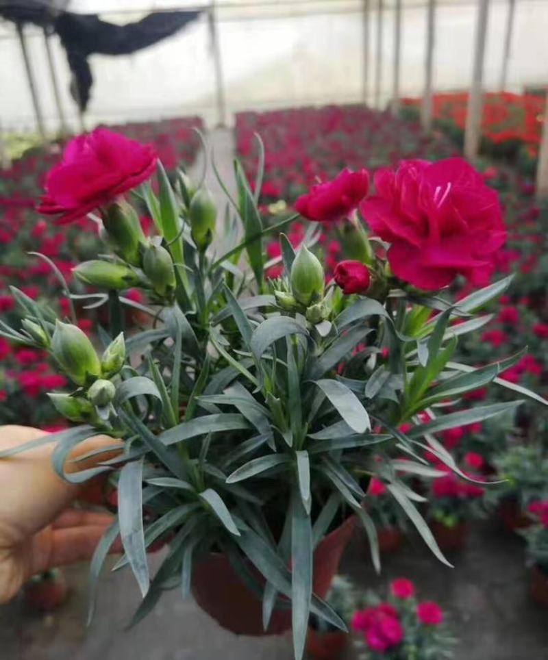 康乃馨花苗颜色齐全基地现取苗发货母亲节礼物家庭绿植花