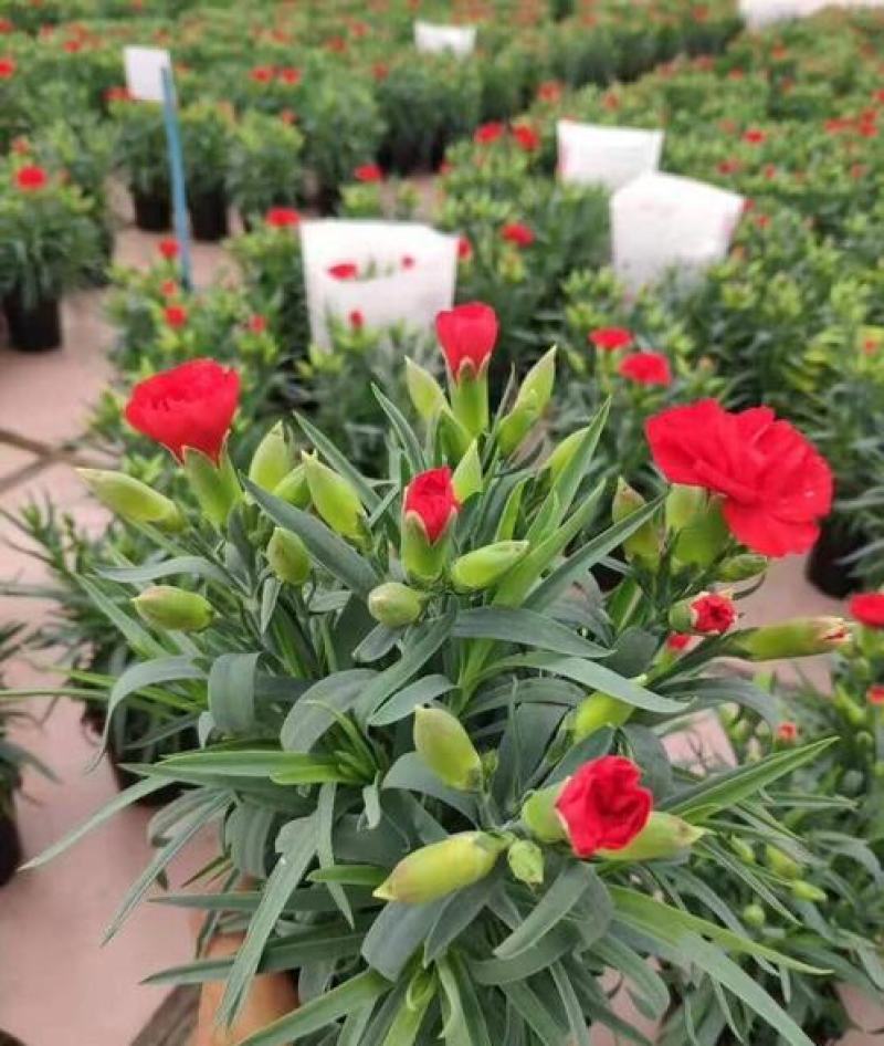 康乃馨花苗颜色齐全基地现取苗发货母亲节礼物家庭绿植花