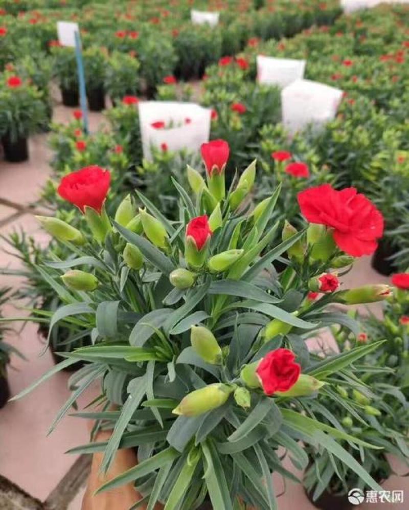 康乃馨花苗颜色齐全基地现取苗发货母亲节礼物家庭绿植花