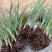康乃馨花苗颜色齐全基地现取苗发货母亲节礼物家庭绿植花