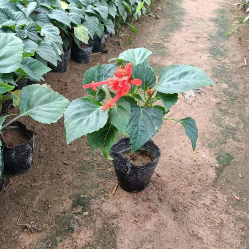 盆栽吸甲醛一串红花苗室外庭院花卉绿化工程地栽苗带花发货