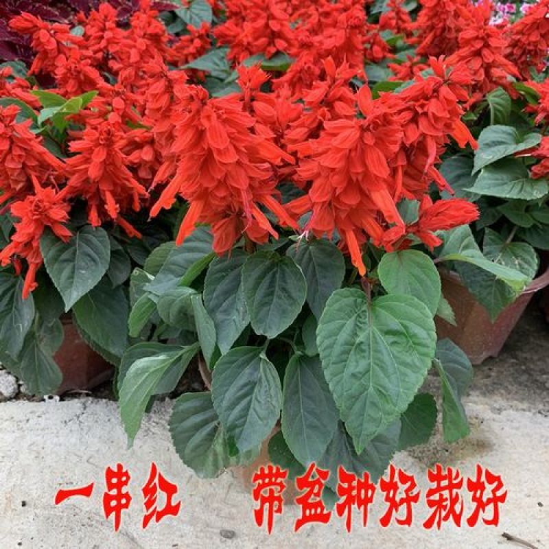 盆栽吸甲醛一串红花苗室外庭院花卉绿化工程地栽苗带花发货