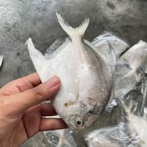 鲳鱼单冻鲳鱼，一斤7条左右，3.5一斤