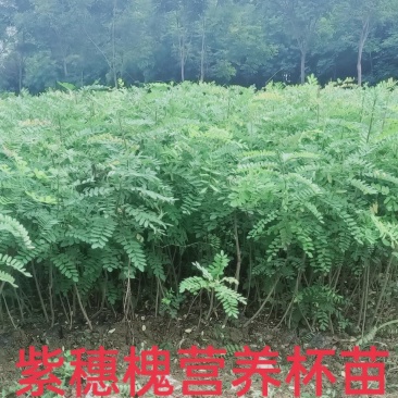 供应紫穗槐营养杯苗