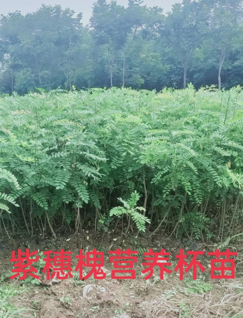 供应紫穗槐营养杯苗