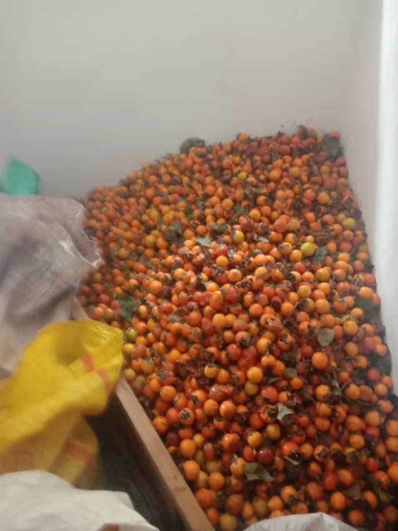 野生鸟柿果子，培育出来的的占木与大秋最完美的结合
