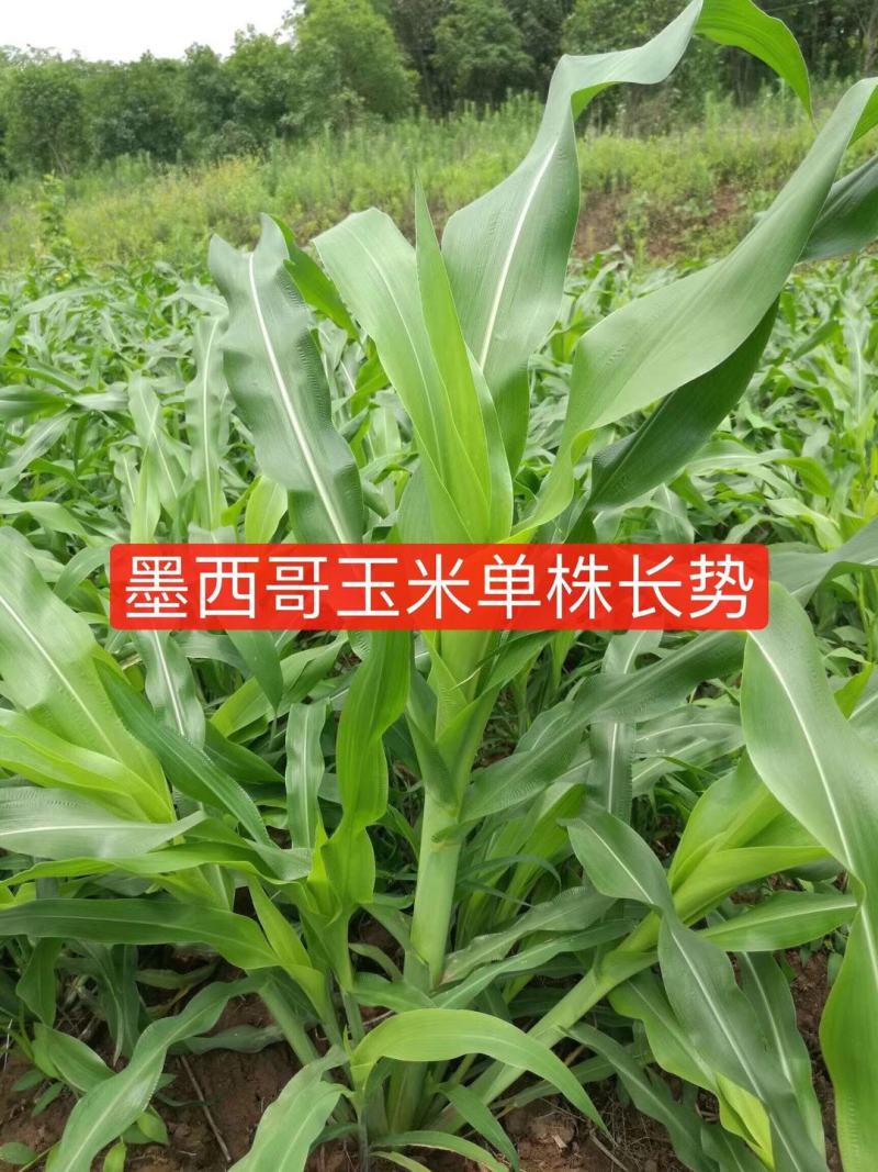 进口墨西哥玉米草种子A级，纯度百分之九十九以上，新种子