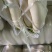 【萝卜】白萝卜冷库预冷萝卜精选好货大量上市欢迎咨询