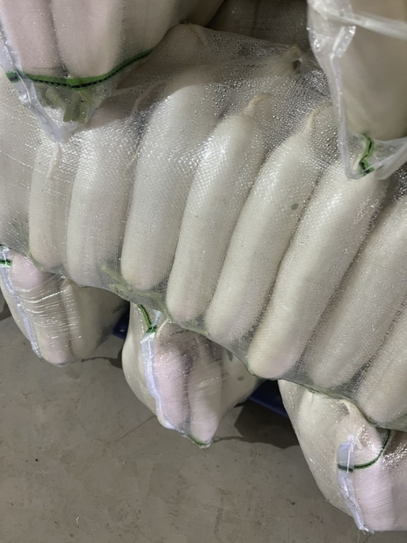 【萝卜】白萝卜冷库预冷萝卜精选好货大量上市欢迎咨询