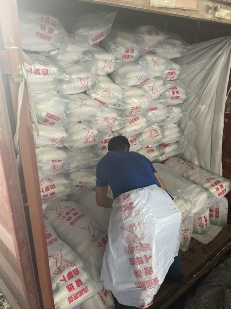 【萝卜】白萝卜冷库预冷萝卜精选好货大量上市欢迎咨询
