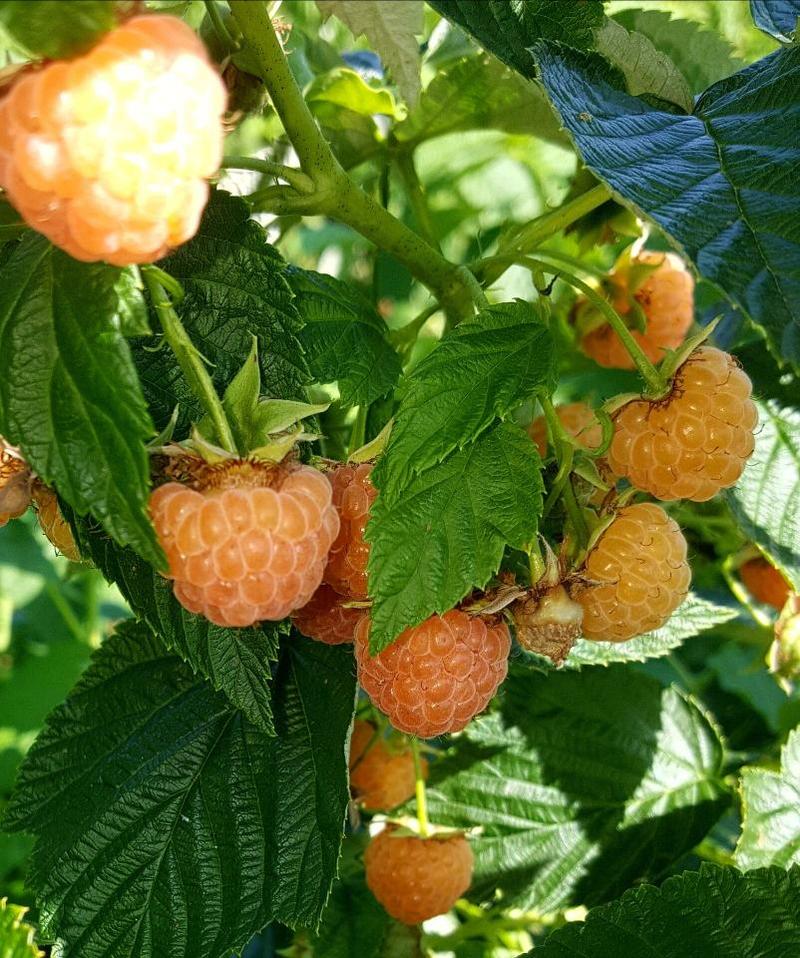 双季黄树莓苗黄树莓苗含糖量适合种植采摘加工