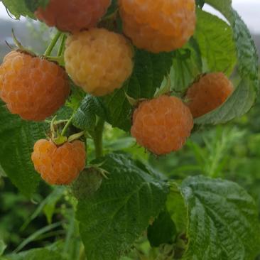 双季黄树莓苗黄树莓苗含糖量适合种植采摘加工