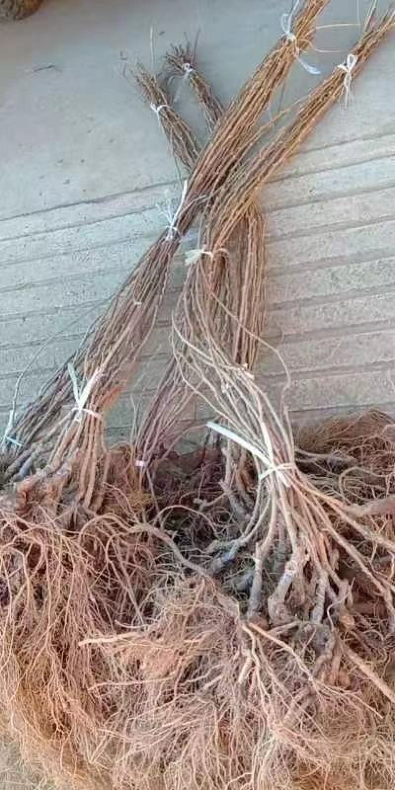 软枣猕猴桃苗扦插苗适合种植产量优含糖量优