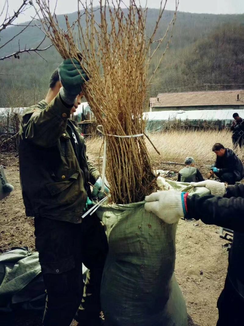 灯笼果苗适合南北方大面积种植管理简单适合加工泡酒
