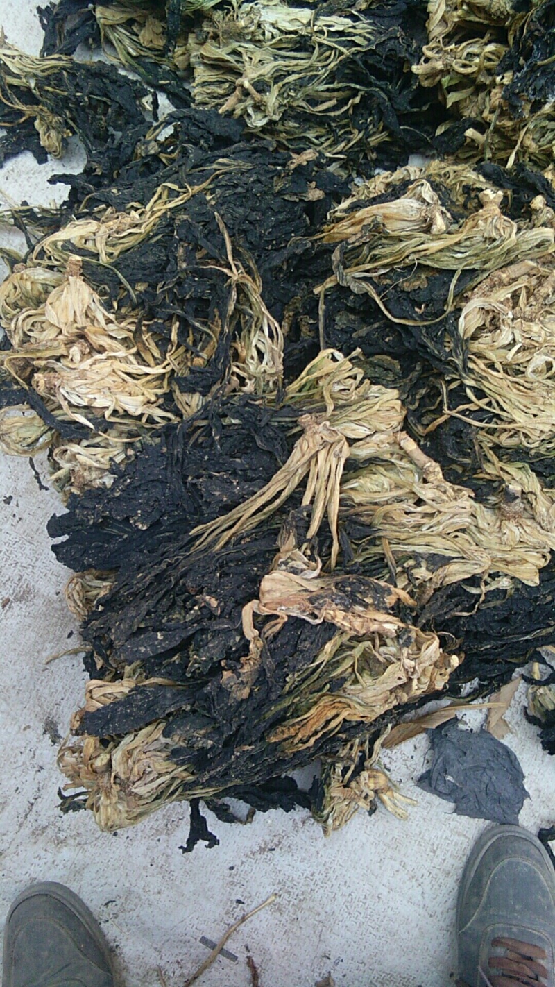 脱水白菜干