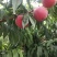 沙红纸袋水蜜毛桃，个头大，产地一手货源价格透明来产地合作