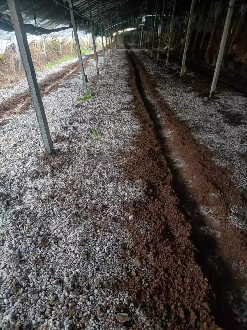 羊肚菌菌种一亩400斤种，免费提供技术支持市场价回收产品