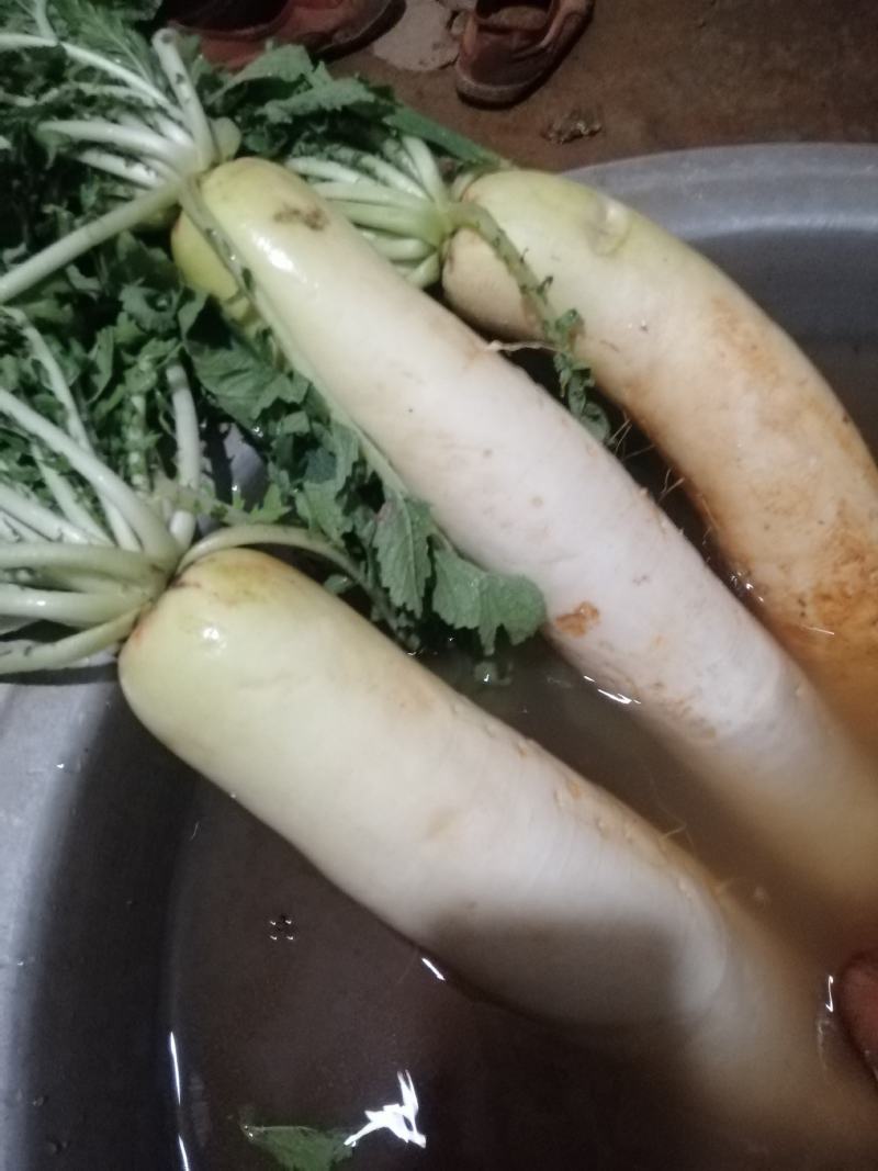 白萝卜1.5~2斤起