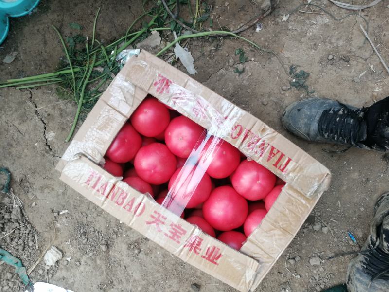 河南硬粉西红柿番茄沙瓤果亮度高口感好欢迎大家致电有优惠