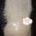 东北大米