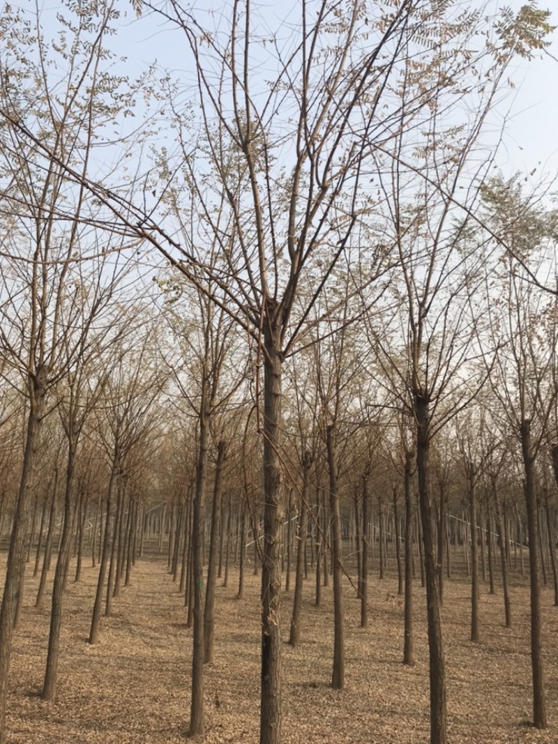 刺槐白花刺槐刺槐基地悦诚园林