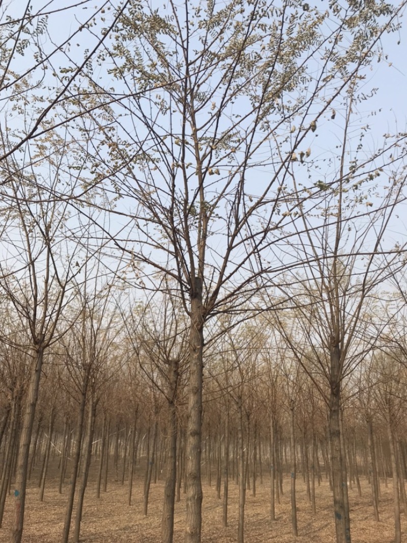 刺槐白花刺槐刺槐基地悦诚园林