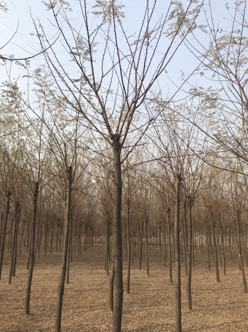 刺槐白花刺槐刺槐基地悦诚园林