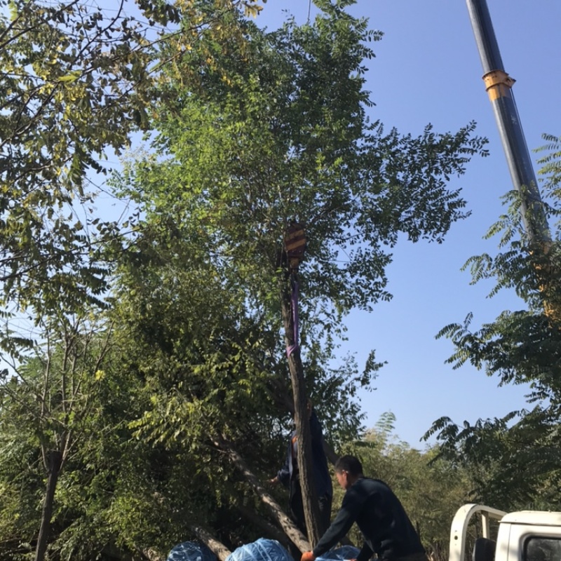 保定刺槐刺槐基地秋季6-15公分刺槐出售