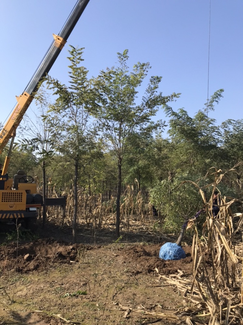 保定刺槐刺槐基地秋季6-15公分刺槐出售