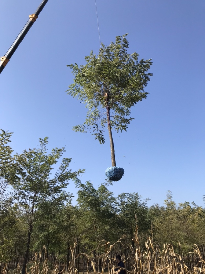 保定刺槐刺槐基地秋季6-15公分刺槐出售