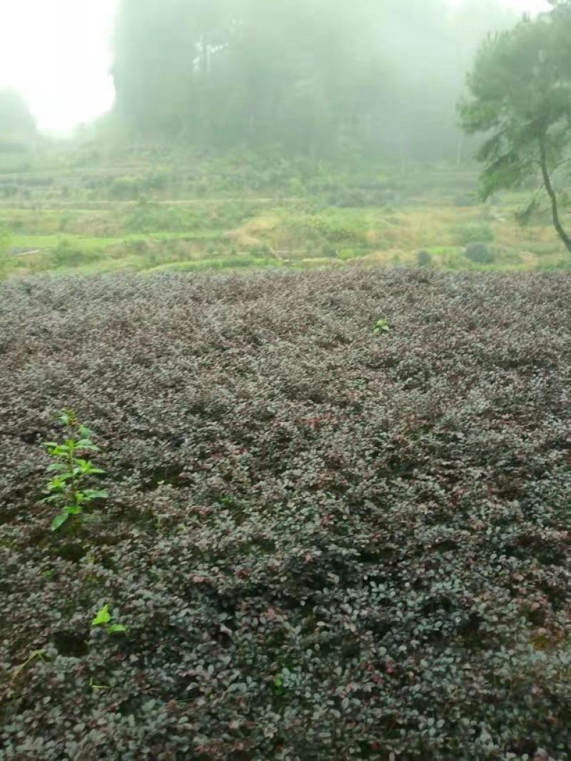 重庆巴南区红继木地苗批发量大价格美丽诚信经营