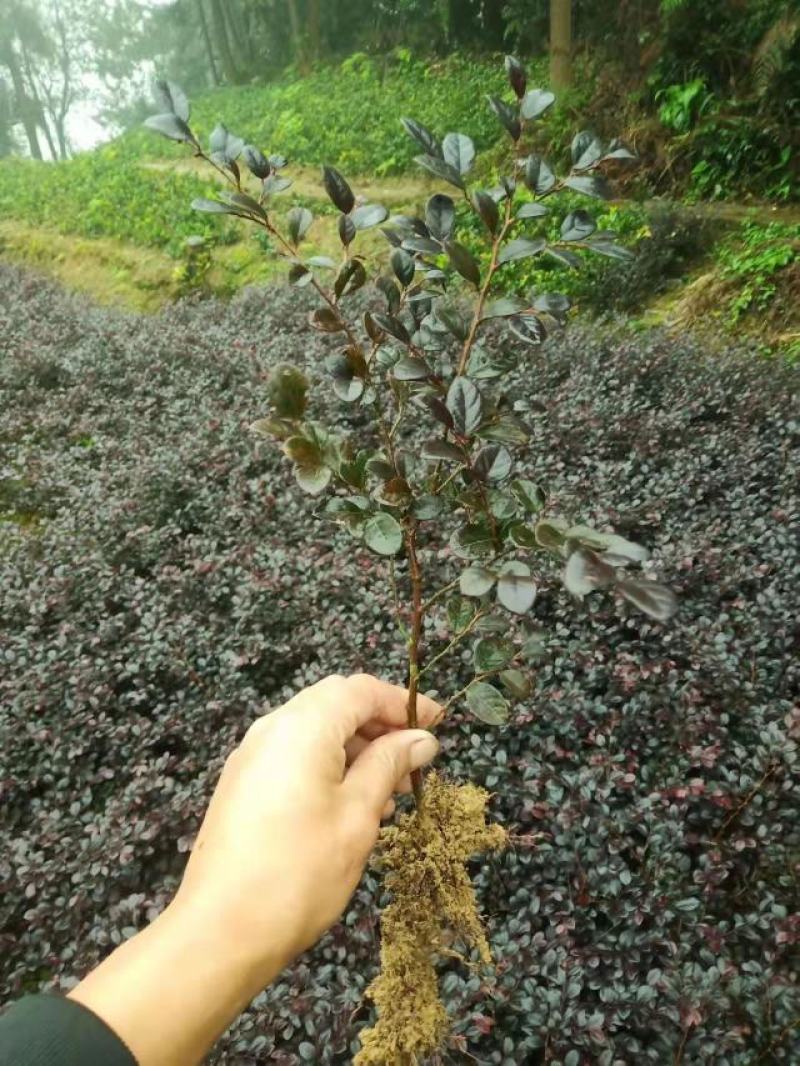 重庆巴南区红继木地苗批发量大价格美丽诚信经营
