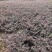 重庆巴南区红继木地苗批发量大价格美丽诚信经营