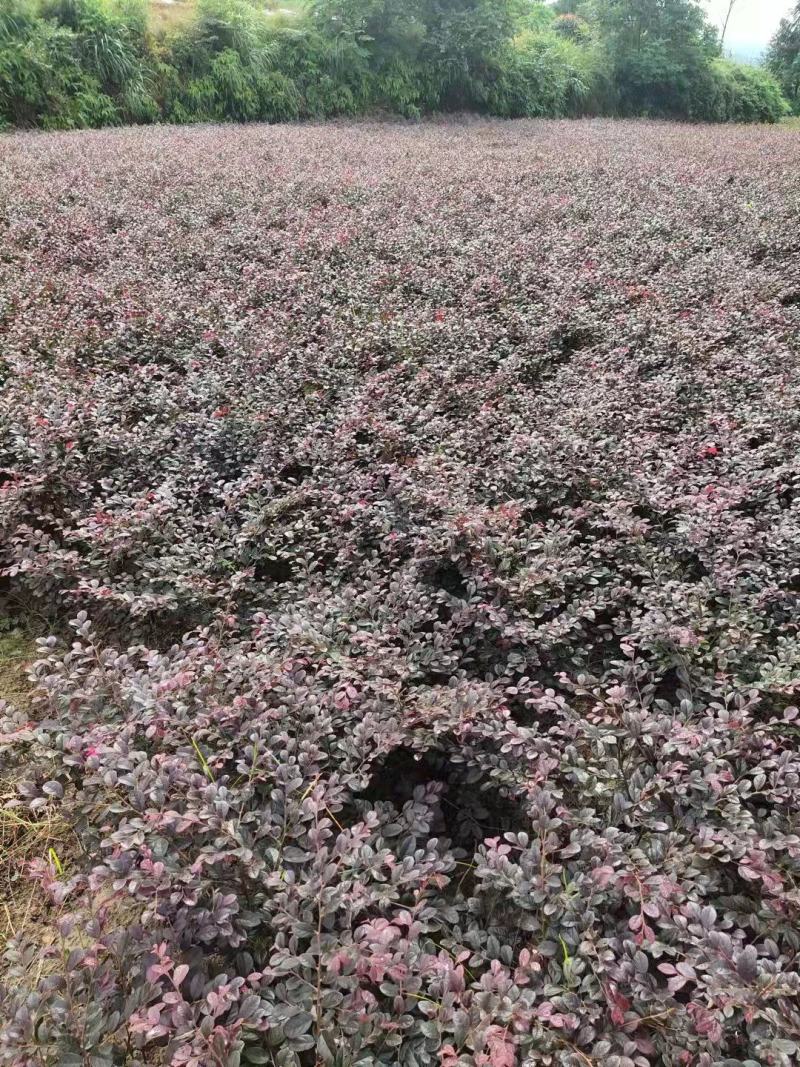 重庆巴南区红继木地苗批发量大价格美丽诚信经营